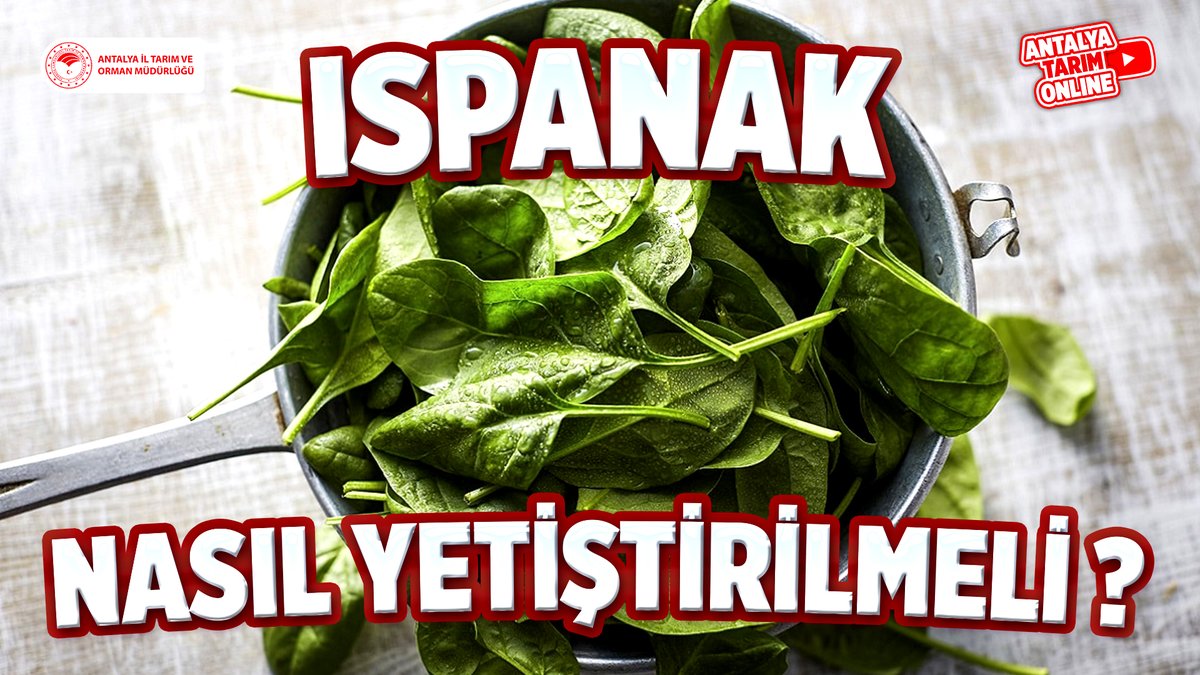 antalyailtarim's tweet photo. Kıymetli Çiftçilerimiz
#Ispanak Yetiştiriciliği hakkında gerekli tüm bilgileri #ücretsiz sunduğumuz eğitimlerimize 👇linkten ulaşabilirsiniz👇
https://t.co/3E7vtBJCoK
#NasılYetiştirmeli?
#GelecekTarımda
#TarımAntalyada
@ibrahimyumakli
@FratErkal
#Antalya https://t.co/0qTPhTjK1L