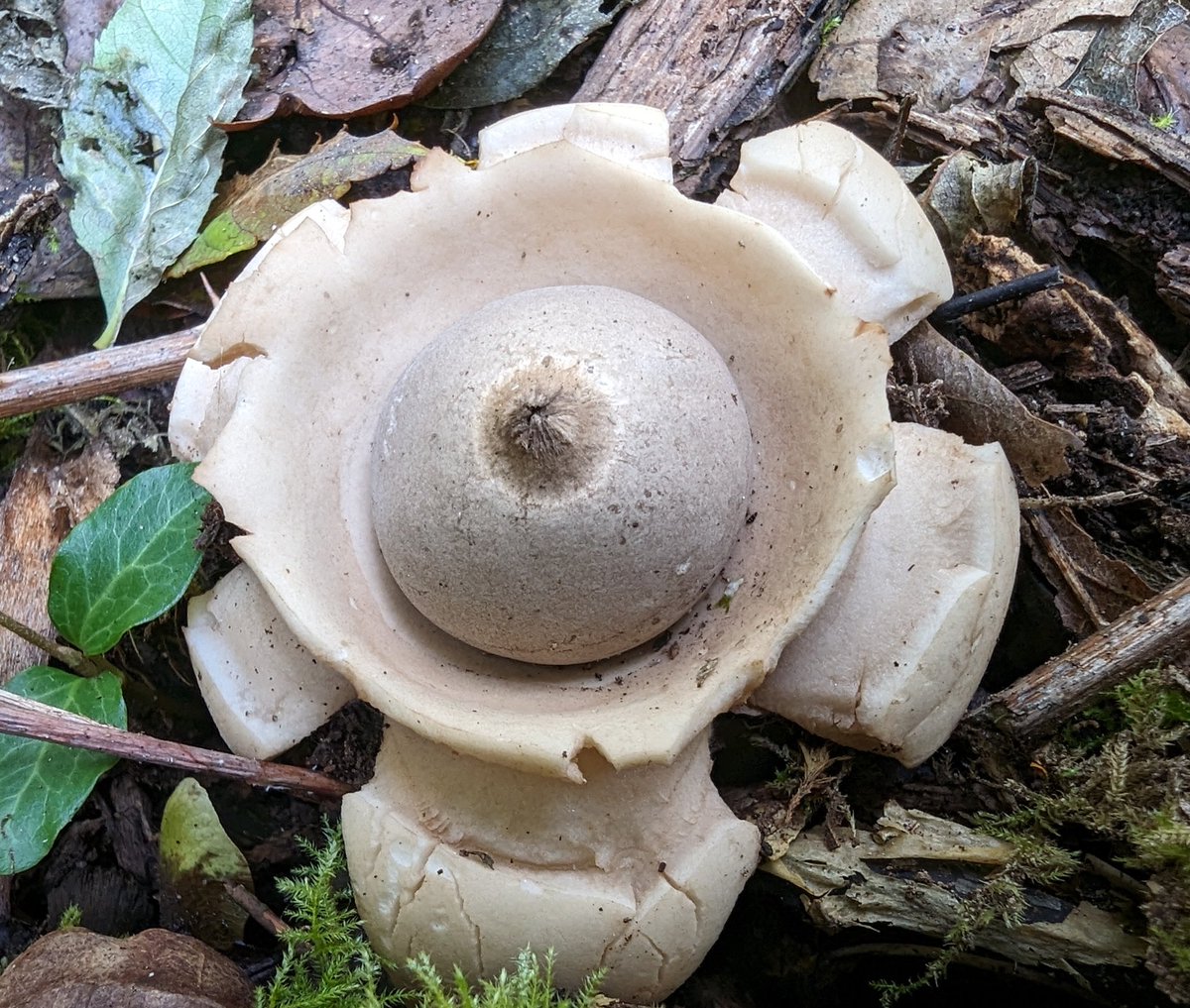 So excited to spot a small collection of Collared earthstars (Geastrum triplex) in Lower Woods Nature Reserve yesterday 🤩 #MushroomMonday #UKFungusDay #Fungi #Mycology #mushrooms #woodland #Autumn