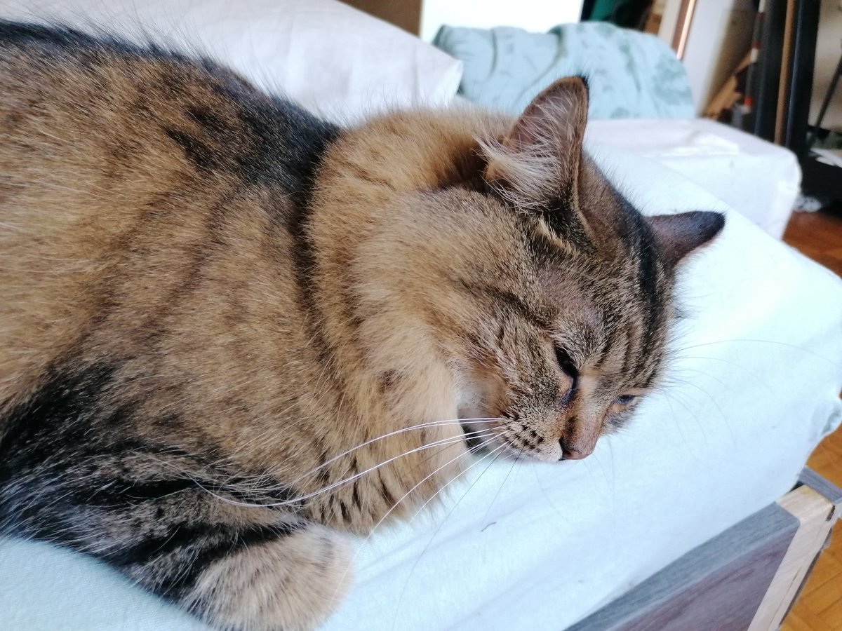 TinselKitten's tweet photo. Oh noooooooes not Monday!

#CatsOfTwitter #AdoptDontShop https://t.co/1yz1mF8Wa0