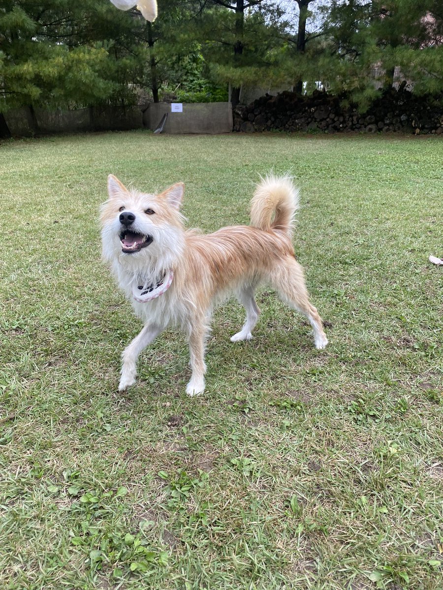 find_bori_home's tweet photo. 💥 입 양 홍 보 💥

2세 추정/ 17kg / 중성화한 남아 / 접종완료!

보리는 익산시보호소에서 안락사를 앞두고 구조되어 임보집에서 새로운 가족을 만날 준비를 하고 있습니다. 
보리는 고양이 남매에게 고양이와 사는 법도 배웠고 강아지유치원에서 강아지계의 핵인싸로 자리잡고 있습니다! https://t.co/ObwSjA7QWX