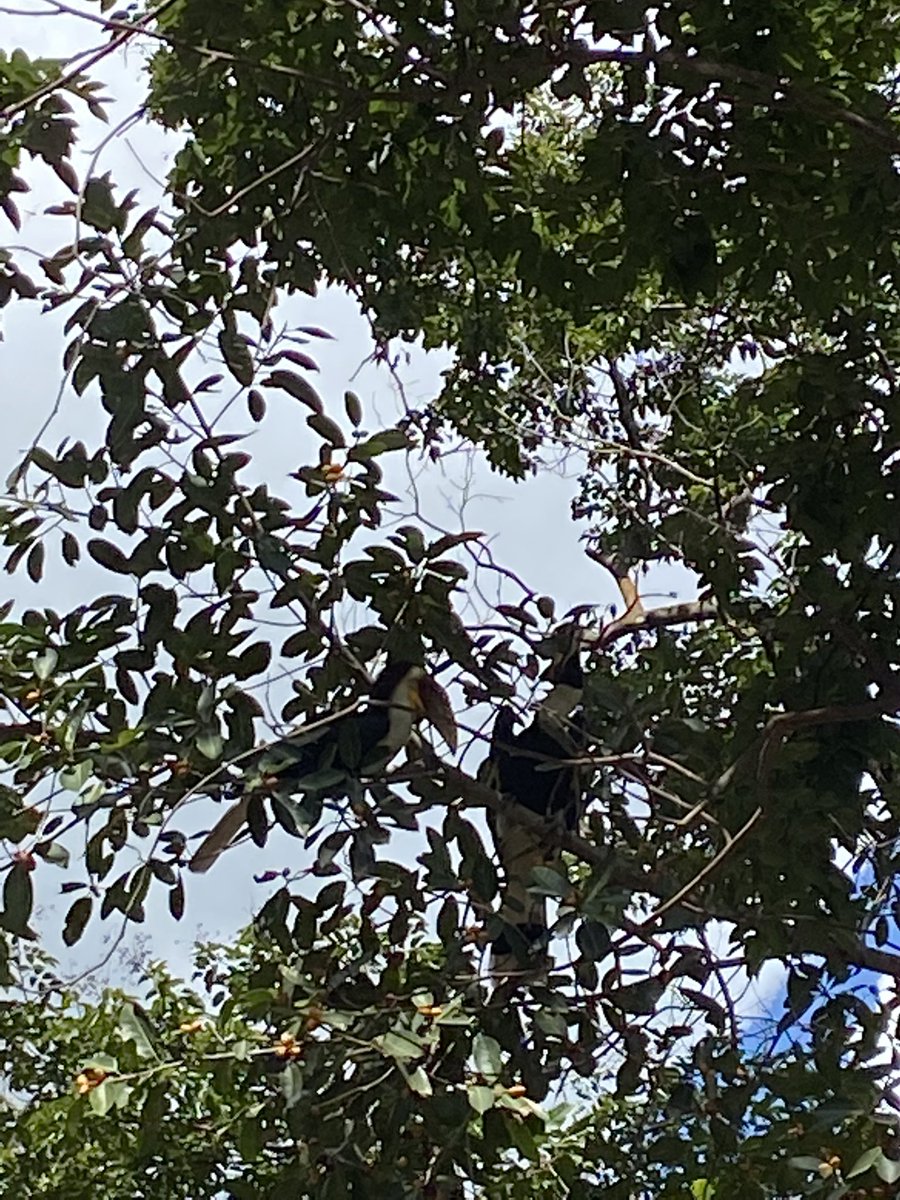 Sweet Tiger Cub NFT Cambodia tweet media