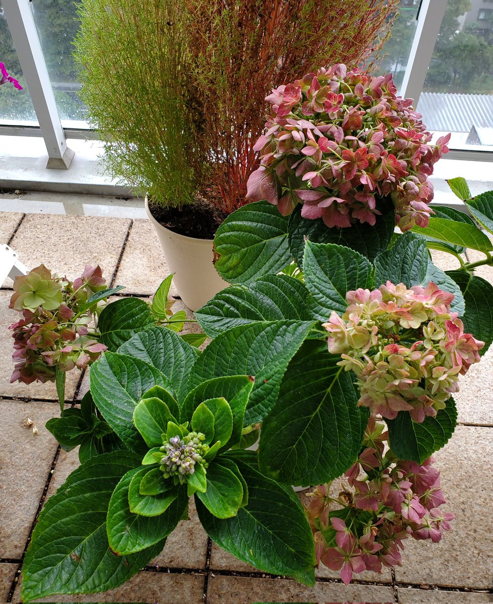 紫陽花の蕾がゆっくり成長してる😊
寒いのにこれから咲いてくれるの?
嬉しいけど驚いてる✨
#紫陽花　#あじさい
#秋色紫陽花　#秋の花
#コキア