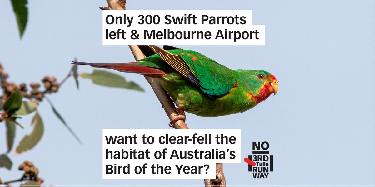 skmeilak's tweet image. Only 300 #swiftparrot left &amp;amp; @Melair want to clear-fell the habitat of Australia&apos;s #birdoftheyear?

1/4