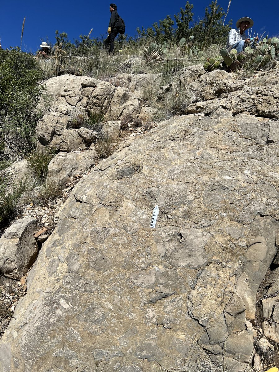 off the shelf edge (@zanejobe) on Twitter photo Zoom in to see the carbonate clasts in this ‘megabreccia’ in the <a href="/GuadalupeMtnsNP/">GuadalupeMountainsNP</a> 😍😎 Zoom in to see the carbonate clasts in this ‘megabreccia’ in the <a href="/GuadalupeMtnsNP/">GuadalupeMountainsNP</a> 😍😎