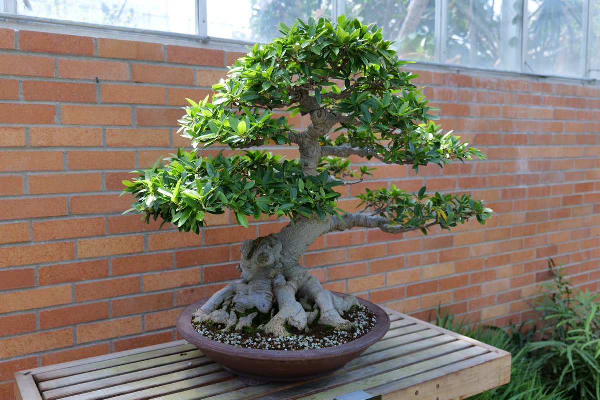 EEVProductions's tweet photo. The next up in our line of amazing bonsai trees. This was one of the indoor bonsai's. This guy has a super cool looking bottom half with the knot in its stump. 
#bonsai #bonsaitree #beautiful #trained #eagleeyevideoproductions #greenhouse #gardens #bonsaigarden #llc #amazing https://t.co/hLsHXmoRFl