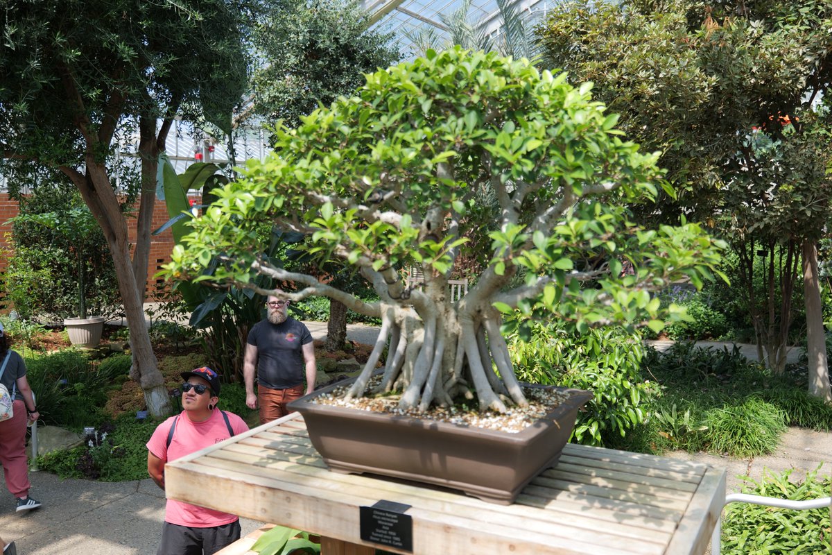 EEVProductions's tweet photo. So this little guy was the same one that you saw the underside of coming up the stairs in an earlier post. The front view is just as impressive. I do enjoy the view looking into the canopy of these as I feel it brings a new light to them.
#bonsai #bonsaitree #garden #photograph https://t.co/609NmHZJaz