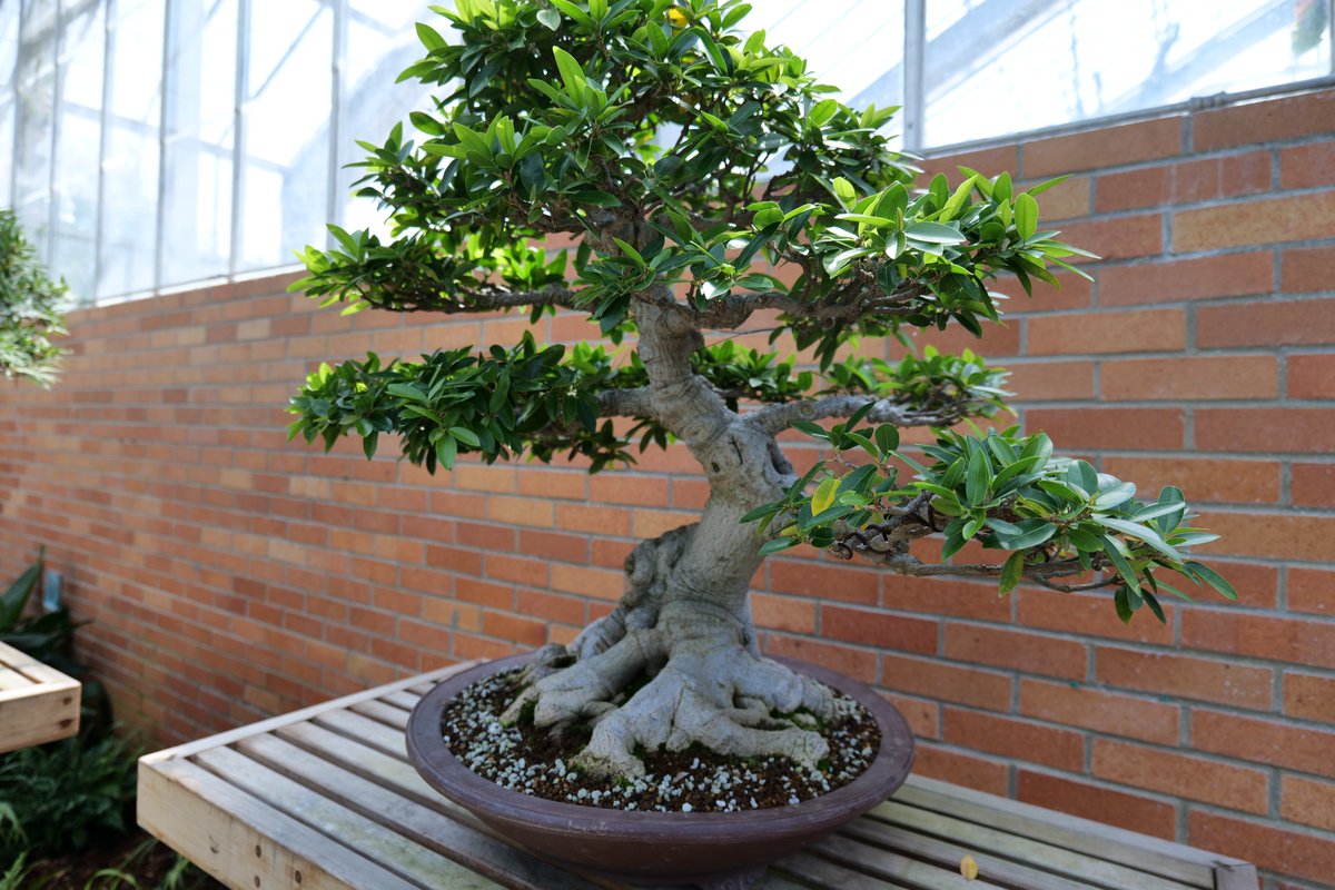 EEVProductions's tweet photo. And we say hello to another angle on the bonsai tree with a knotted trunk. I took a lot of photos of these so i apologize for a couple repeats. I had trouble picking out my favorite angles of each one.
#bonsaitree #bonsai #bonsaigarden #smalltree #cooltrees #worksofart #beautiful https://t.co/1tHjKHn9kX