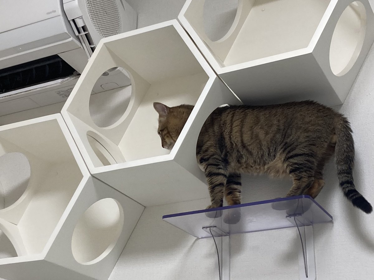 shishitoras's tweet photo. 1年と10ヶ月🥲
初めてししまるが自分からキャットウォークを使ってくれた🫶
ししまるの運動のために付けたと言っても過言では無いキャットウォークを今まで自分から使ってくれたことなく3匹で写真📸も撮れて幸せ🥰🥰🥰🥰
 #ねこのいる暮らし  #幸せ  #キャットウォーク https://t.co/UQDgyRg0Aa