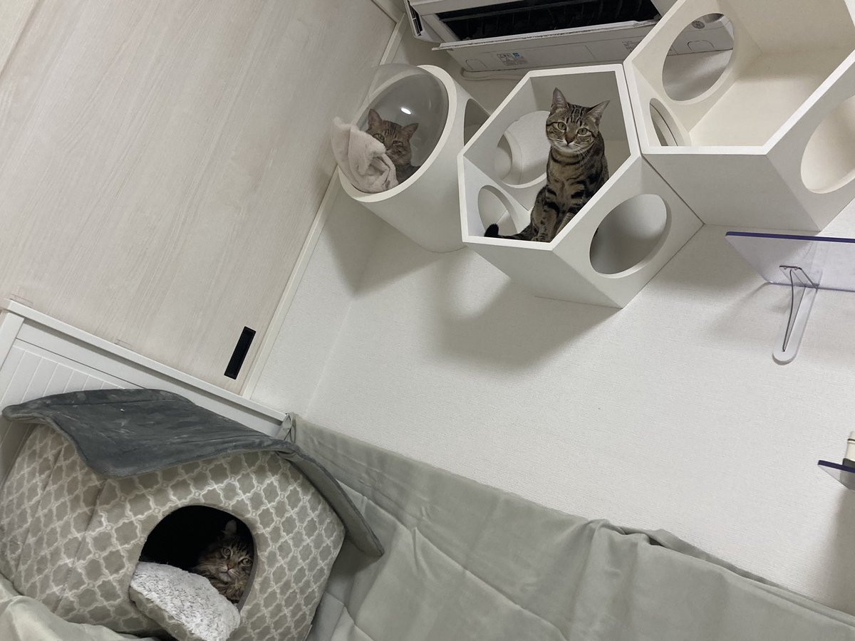 shishitoras's tweet photo. 1年と10ヶ月🥲
初めてししまるが自分からキャットウォークを使ってくれた🫶
ししまるの運動のために付けたと言っても過言では無いキャットウォークを今まで自分から使ってくれたことなく3匹で写真📸も撮れて幸せ🥰🥰🥰🥰
 #ねこのいる暮らし  #幸せ  #キャットウォーク https://t.co/UQDgyRg0Aa