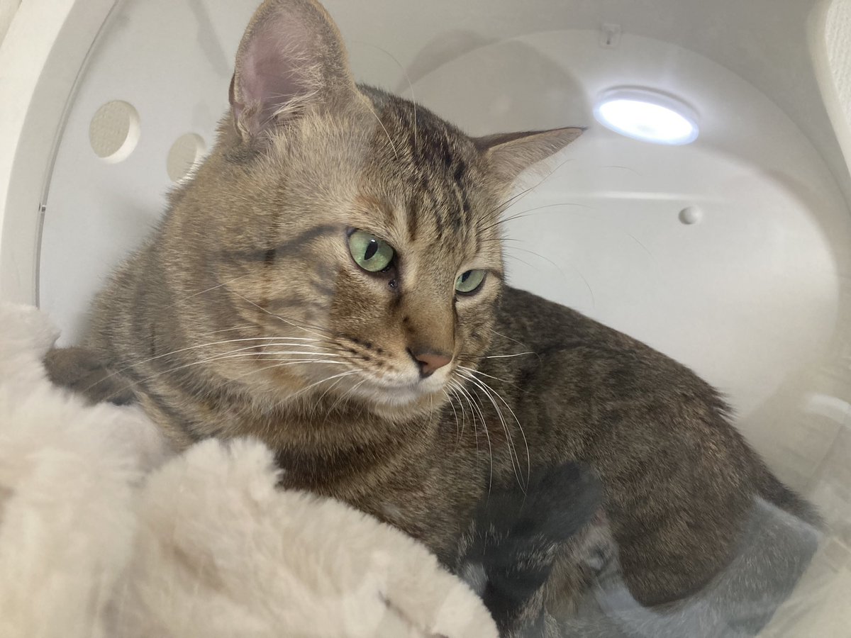shishitoras's tweet photo. 1年と10ヶ月🥲
初めてししまるが自分からキャットウォークを使ってくれた🫶
ししまるの運動のために付けたと言っても過言では無いキャットウォークを今まで自分から使ってくれたことなく3匹で写真📸も撮れて幸せ🥰🥰🥰🥰
 #ねこのいる暮らし  #幸せ  #キャットウォーク https://t.co/UQDgyRg0Aa