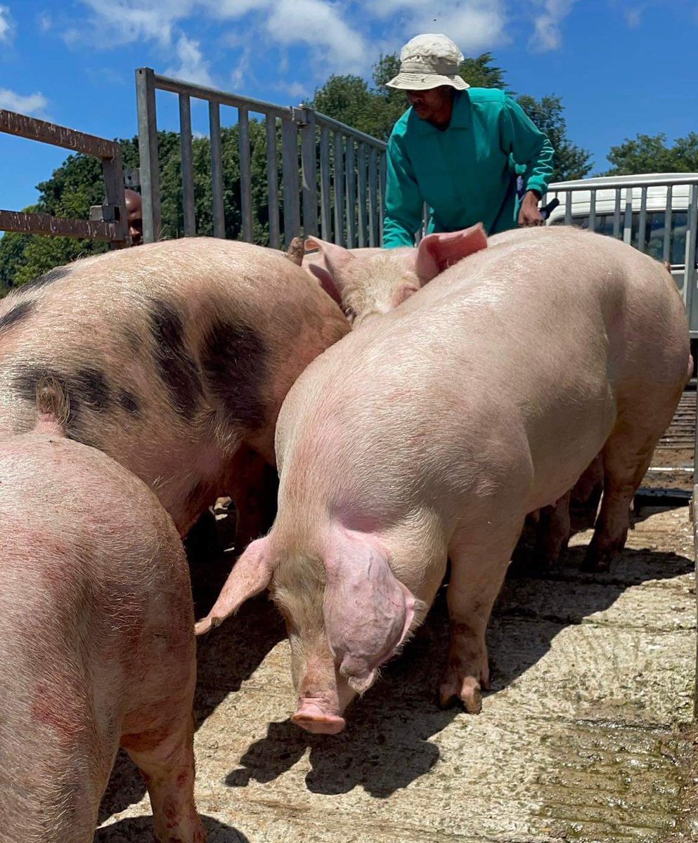 Agriculture and Young tweet media