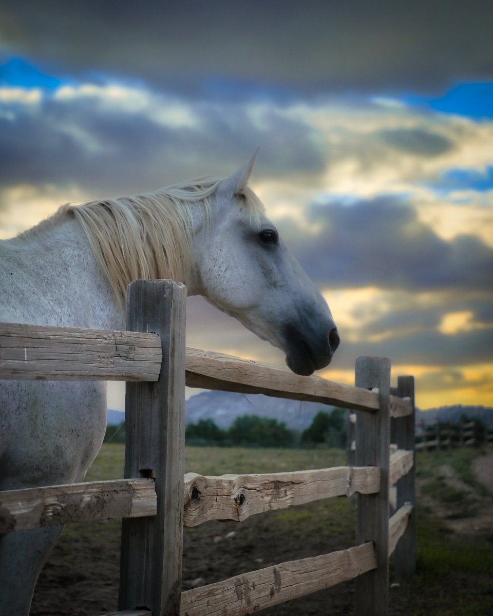 GN Everyone 😊

#horses #montana #ranchlife