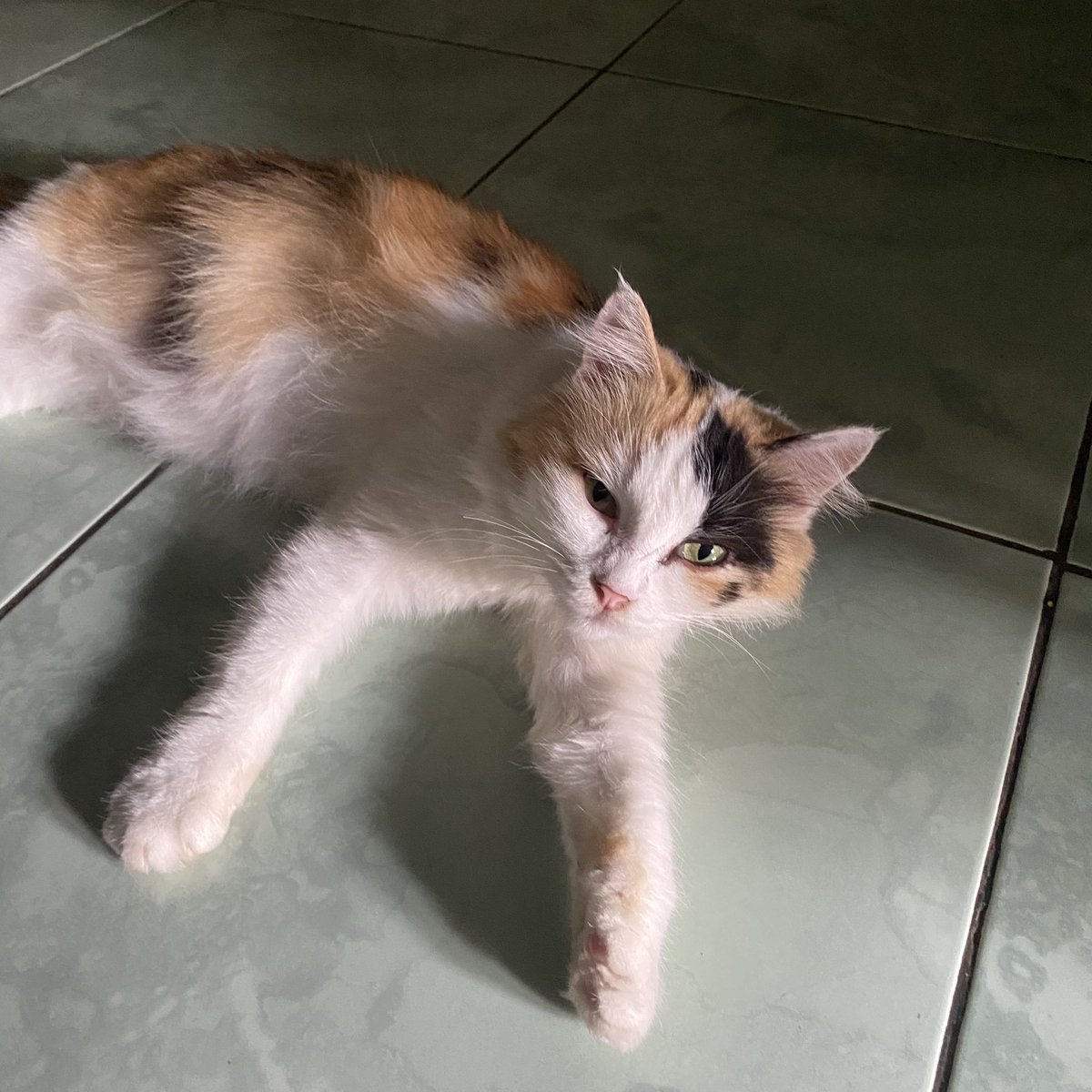 cuma mau ngabarin si momo hamil (lagi)