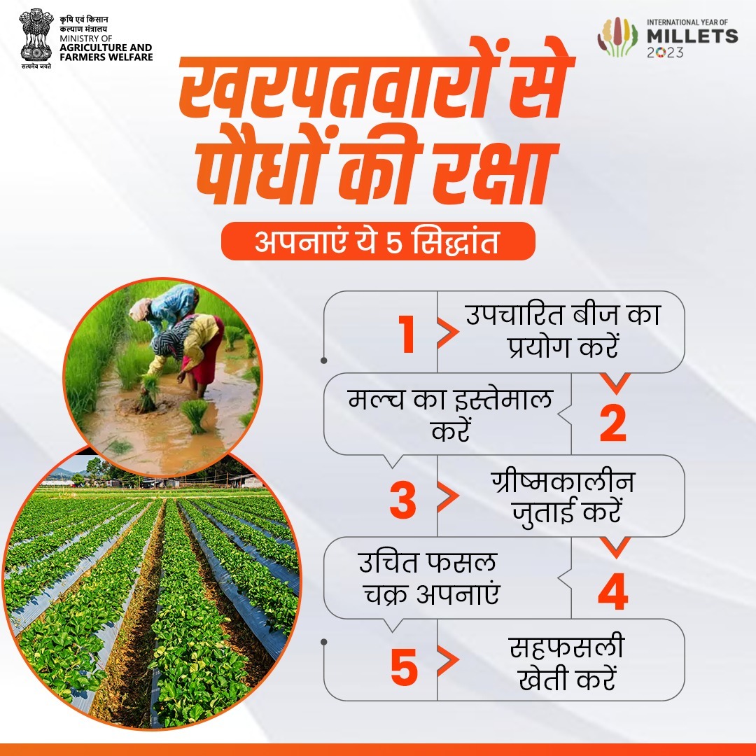 AgriGoI's tweet photo. "इन 5 सिद्धांतों को अपनाएं व अधिक उपज पाएं"
.
फसल हानि से बचने के लिए खरपतवारों से पौधों की रक्षा करना बेहद आवश्यक है क्योंकि यह पौधे की वृद्धि को प्रभावित करते हैं।

#agrigoi #seeds #plantprotection https://t.co/lZBNdWjExG