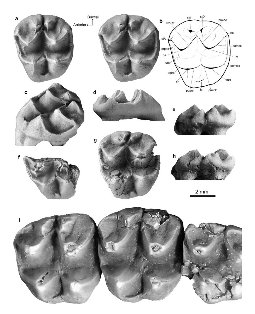 Prof. Christine Böhmer tweet media