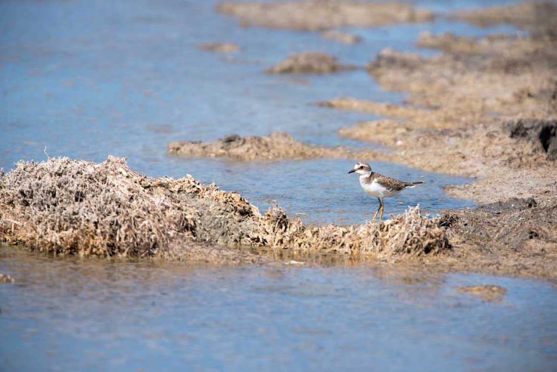 TurismoItaliaNw's tweet image. CAMPANIA | Ecoitinerario Agro-Domitio: a Villa Literno hiking alla riscoperta dell&apos;oasi delle Soglitelle e del litorale 
Leggi la notizia shorturl.at/cJORV

#campaniadavivere #villaliterno #hiking #ecoitinerario #ecoitinerarioagrodomitio #agrodomitio #turismo
