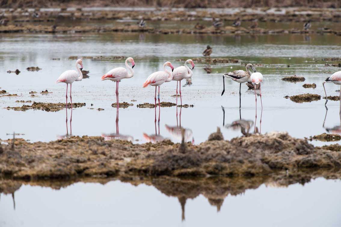 TurismoItaliaNw's tweet image. CAMPANIA | Ecoitinerario Agro-Domitio: a Villa Literno hiking alla riscoperta dell&apos;oasi delle Soglitelle e del litorale 
Leggi la notizia shorturl.at/cJORV

#campaniadavivere #villaliterno #hiking #ecoitinerario #ecoitinerarioagrodomitio #agrodomitio #turismo