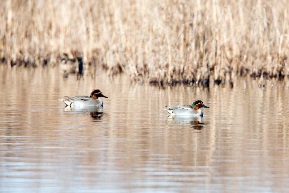 TurismoItaliaNw's tweet image. CAMPANIA | Ecoitinerario Agro-Domitio: a Villa Literno hiking alla riscoperta dell&apos;oasi delle Soglitelle e del litorale 
Leggi la notizia shorturl.at/cJORV

#campaniadavivere #villaliterno #hiking #ecoitinerario #ecoitinerarioagrodomitio #agrodomitio #turismo
