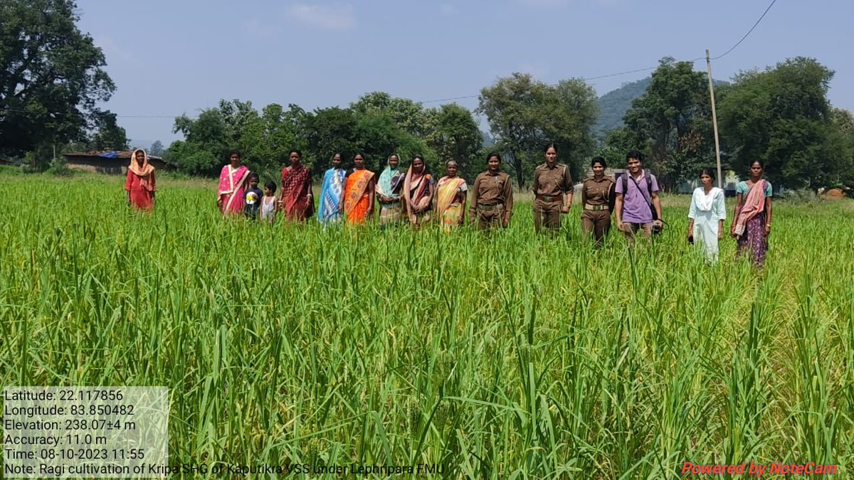 DfoSundargarh's tweet image. Ragi/ ମାଣ୍ଡିଆ (Finger Millet)cultivation by Kripa SHG of Kaputikra VSS under Lephripara FMU, Sundargarh DMU under OFSDP-II. It is used for consumption as well preparation of ragi sweets &amp;amp; snack items by VSSs
#OdishaMilletMission 
#Livelihood 
@CMO_Odisha @ForestDeptt @pccfodisha