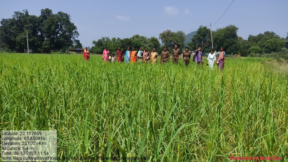 DfoSundargarh's tweet image. Ragi/ ମାଣ୍ଡିଆ (Finger Millet)cultivation by Kripa SHG of Kaputikra VSS under Lephripara FMU, Sundargarh DMU under OFSDP-II. It is used for consumption as well preparation of ragi sweets &amp;amp; snack items by VSSs
#OdishaMilletMission 
#Livelihood 
@CMO_Odisha @ForestDeptt @pccfodisha