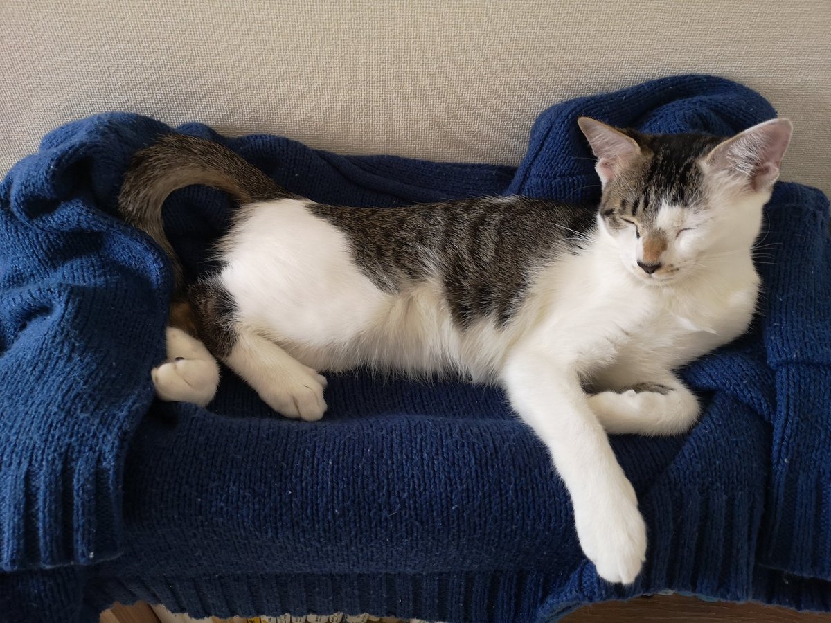 sbr__f's tweet photo. ﾎﾞﾄﾞﾎﾞﾄﾞの部屋着をあげたらちゃんとその上に寝てくれた猫 https://t.co/iuTNvJenSM
