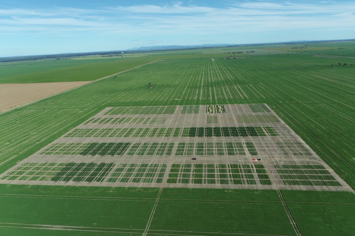 JasonBrand's tweet photo. Just 10 days away till the Pulse Field Day. All looking good 😊.  New lentil and pea varieties released. Frost damage, Interesting agronomic responses.
Don’t forget to register https://t.co/P3l4Hx9Xk2
@FanningJosh_ @VicCropDiseases @theGRDC @Moodie_ag https://t.co/4oimcLUEO4