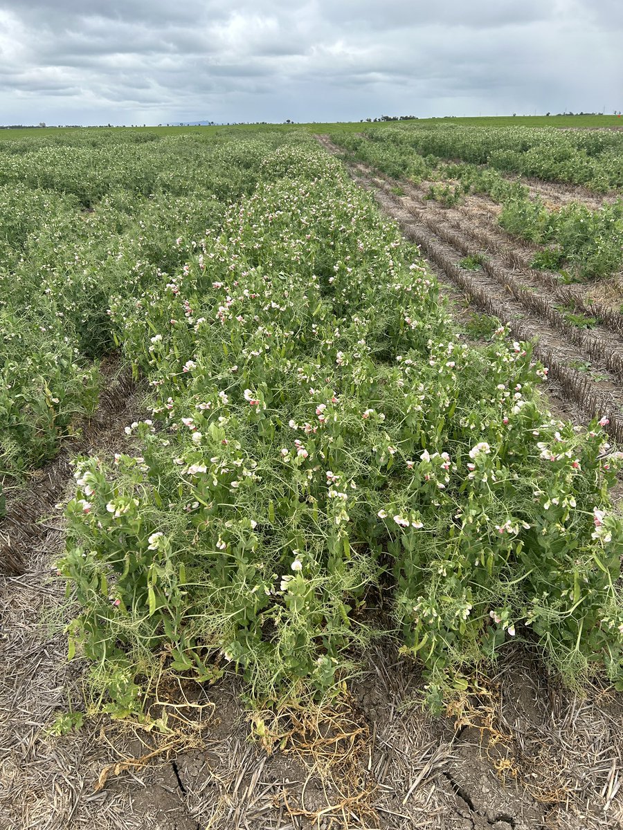 JasonBrand's tweet photo. Just 10 days away till the Pulse Field Day. All looking good 😊.  New lentil and pea varieties released. Frost damage, Interesting agronomic responses.
Don’t forget to register https://t.co/P3l4Hx9Xk2
@FanningJosh_ @VicCropDiseases @theGRDC @Moodie_ag https://t.co/4oimcLUEO4