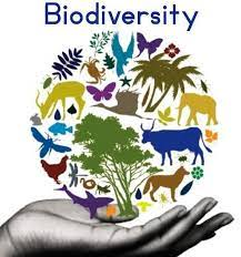 JournalofIndus1's tweet photo. Biodiversity is the heartbeat of our planet, bringing life and balance to ecosystems. 🌿 Let's celebrate and protect the incredible variety of species that make Earth so vibrant. Together, we can ensure a sustainable future. 🌎 #Biodiversity #Nature #Conservation #Sustainability https://t.co/wurHPO83sF