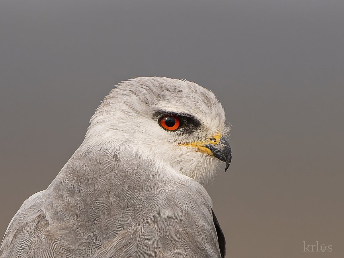 carlosmalen's tweet photo. Elanio Azul, también llamado el fantasma del atardecer, el color rojo de su Iris le sirve para filtrar el espectro azul de la luz y ver mejor el pelaje de los pequeños mamíferos.
Extremadura, naturalmente. https://t.co/O8dQJKck9s