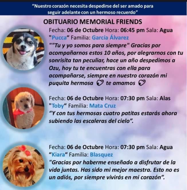 El día 6 se fue mi nena Kiara al cielo
La extraño mucho
Linda y Bendecida noche 🙏🏻🐶🐾💕