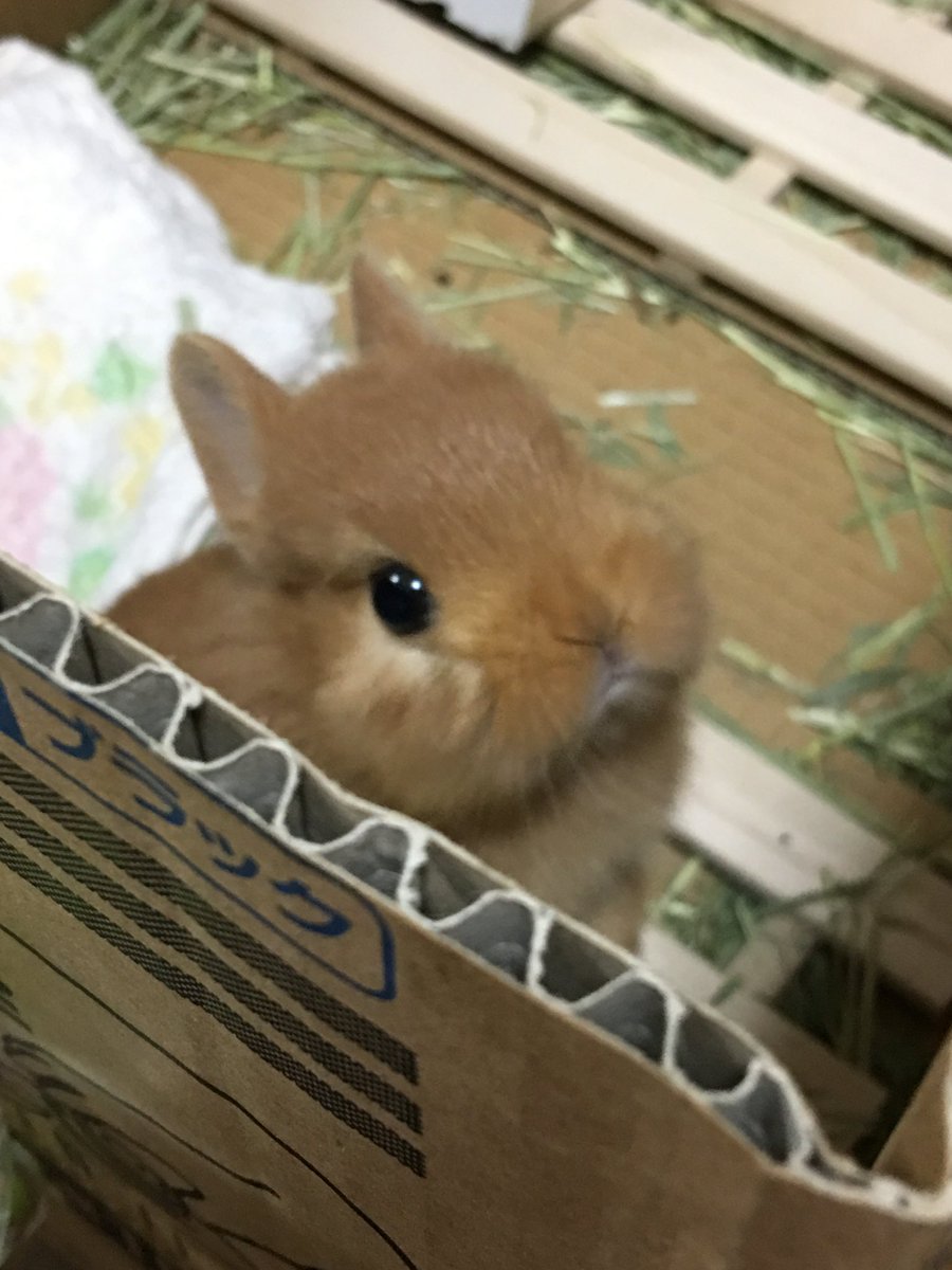 tonkatsu0209's tweet image. ケージが来るの遅くて1日だけダンボール生活してたの！　

この不満顔！ε=(｡･｀ω´･｡)