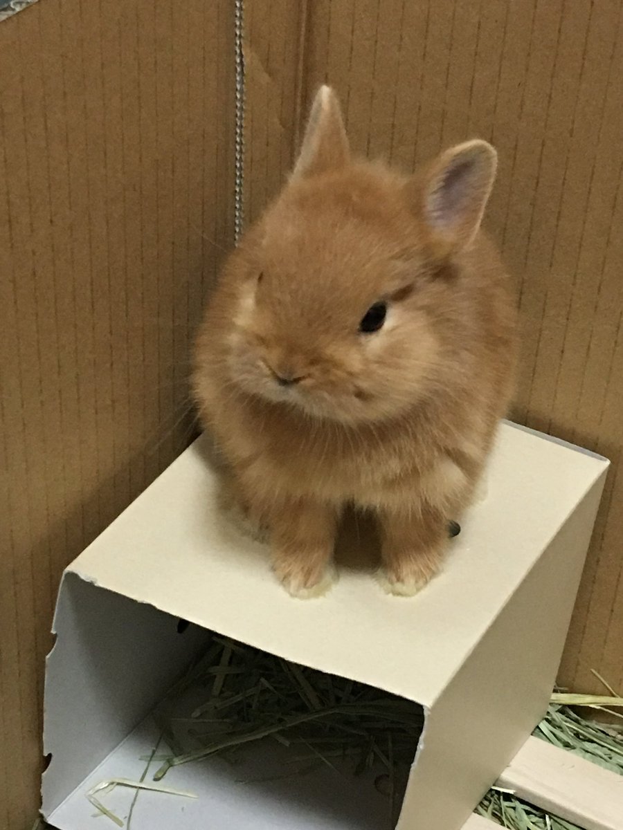 tonkatsu0209's tweet image. ケージが来るの遅くて1日だけダンボール生活してたの！　

この不満顔！ε=(｡･｀ω´･｡)