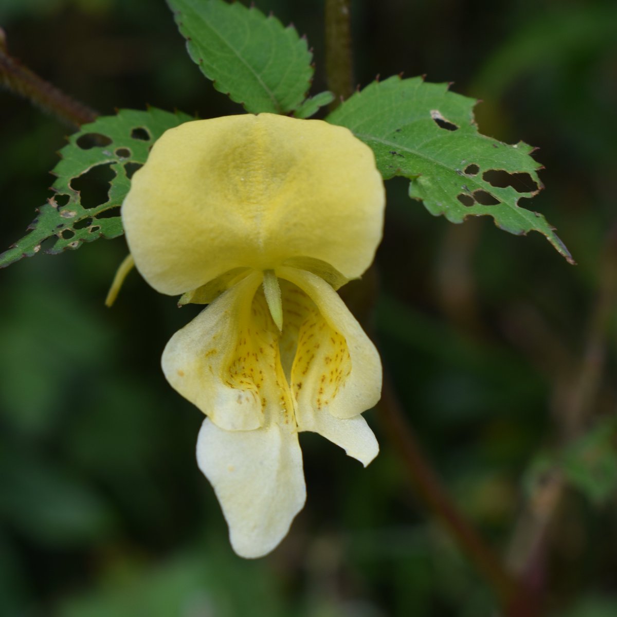PoonamP56216846's tweet photo. #Impatiens Scabrida (Orchid) , Himalayan Jewel https://t.co/no50VLQaHR