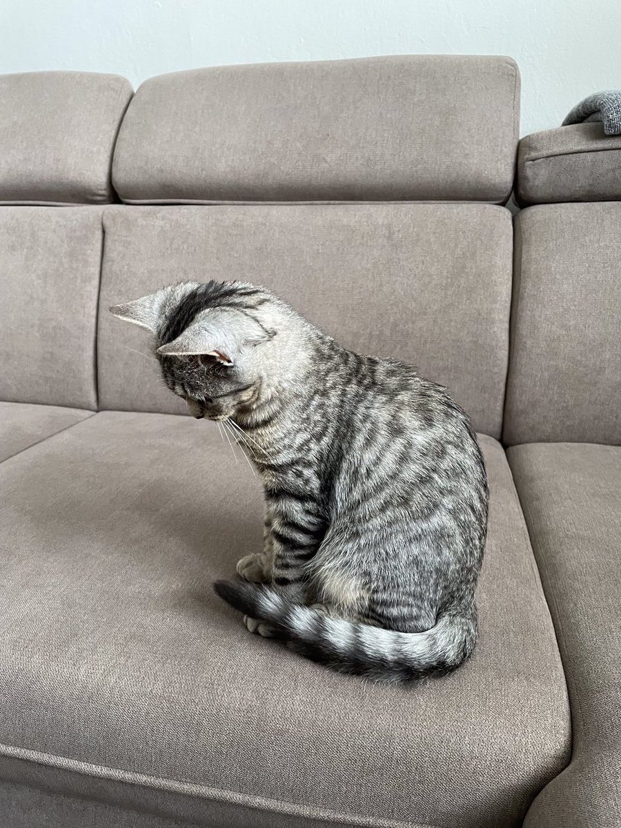 marti_inka's tweet photo. My jsme si fakt pořídili kočku 🥹 https://t.co/VXDpaM7Pwg
