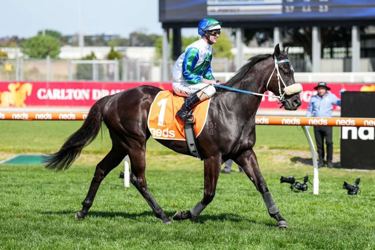 Peter Moody has indicated that he doesn't want a "low gate" for stable star I Wish I Win in The $20 million TAB Everest at Randwick on Saturday.

For full story and final field for The Everest, view link below.

jockeyhub.com.au/trainer-hub/pe…

#TrainerHub #NSWRacing #TheEverest