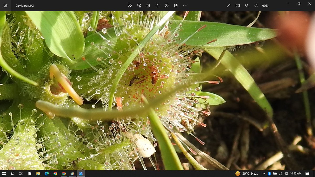 kumar_iyyani's tweet photo. The #insectivorous tropical sundew in the paddy field behind my house. The glistening sugary droplets are also sticky, but insects discover that too late. The original #honeytrap! The flower rises on a long stem, so pollinators are unharmed! So cunning! @Indiaves @AMAZlNGNATURE https://t.co/FbbYuZhwMm