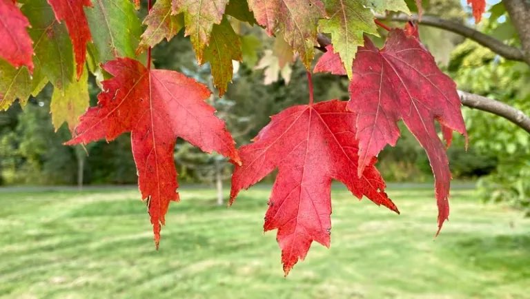 AilishSinclair's tweet image. I took a quiet walk through autumn leaves at Aden Park. I also took a lot of photos. See them here: ailishsinclair.com/2023/10/autumn… 

#MondayBlogs #AutumnVariations