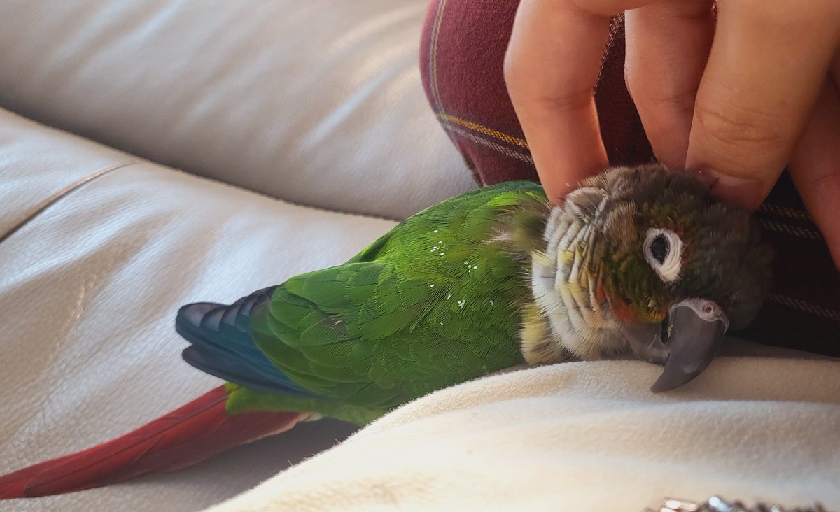 미니공룡무료공개