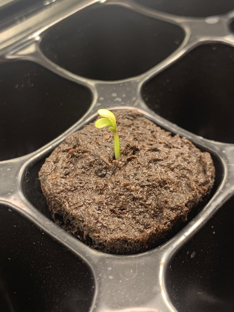 galaxyhiker420's tweet photo. And we have day 1 for the @Fast_Buds #SourDiesel above the #RapidRooter plug π₯³ #HydroGrower
#GrowYourOwn #Cannabis #PlantMedicine #Weed #Marijuana #SmokeWeedEveryDay
#Homegrown #CannabisCommunity
#CannaFam #CannaLand #420friendly
#420life #WeedLife #CannabisGardener
βπ»ππ½π¨ https://t.co/GJtNCRlqpG