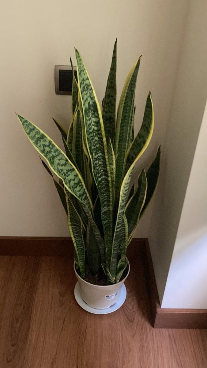 FerFalabella's tweet photo. Única planta en mi dormitorio:
La sansevieria o lengua de suegra durante la noche libera oxígeno puro (en vez de CO2). Se usa en la estación espacial Internacional  para eliminar del aire que tóxicos como el benceno, el tolueno, el xileno, el tricloroetileno y el formaldehído. https://t.co/kfDwiDUpbC