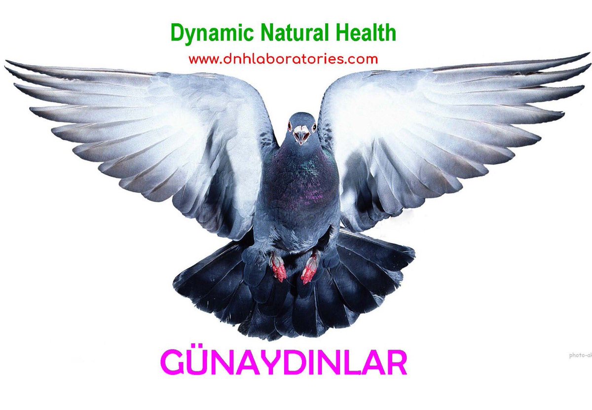 DnhSystem's tweet image. 