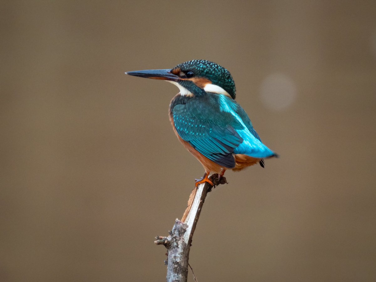Joeynoble's tweet photo. From the back of the camera to the final pic! Such a great weekend being outside in the sunshine, enjoying the beauty & calmness of the birds. Really pleased these pictures & I never say that about my pictures!!
#kingfisher #photography #wildbirds @OMSYSTEMcameras #omdem1mkii https://t.co/RDz2kGxzGQ