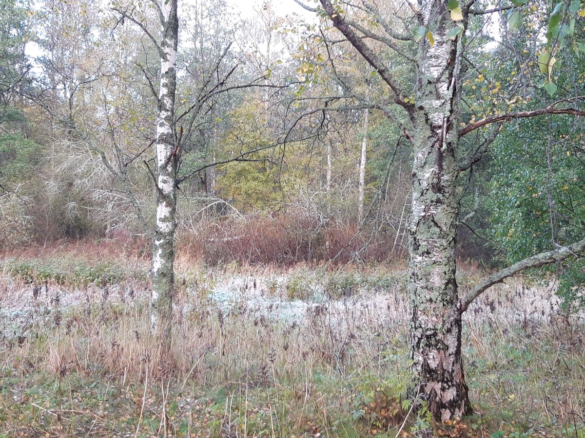 Ivana Kholová tweet media