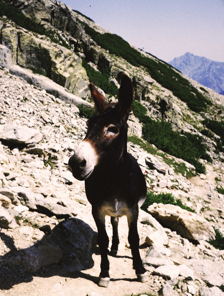 Sur les collines d'Albertacce en Corse, les ânes sont vos compagnons de promenade.
