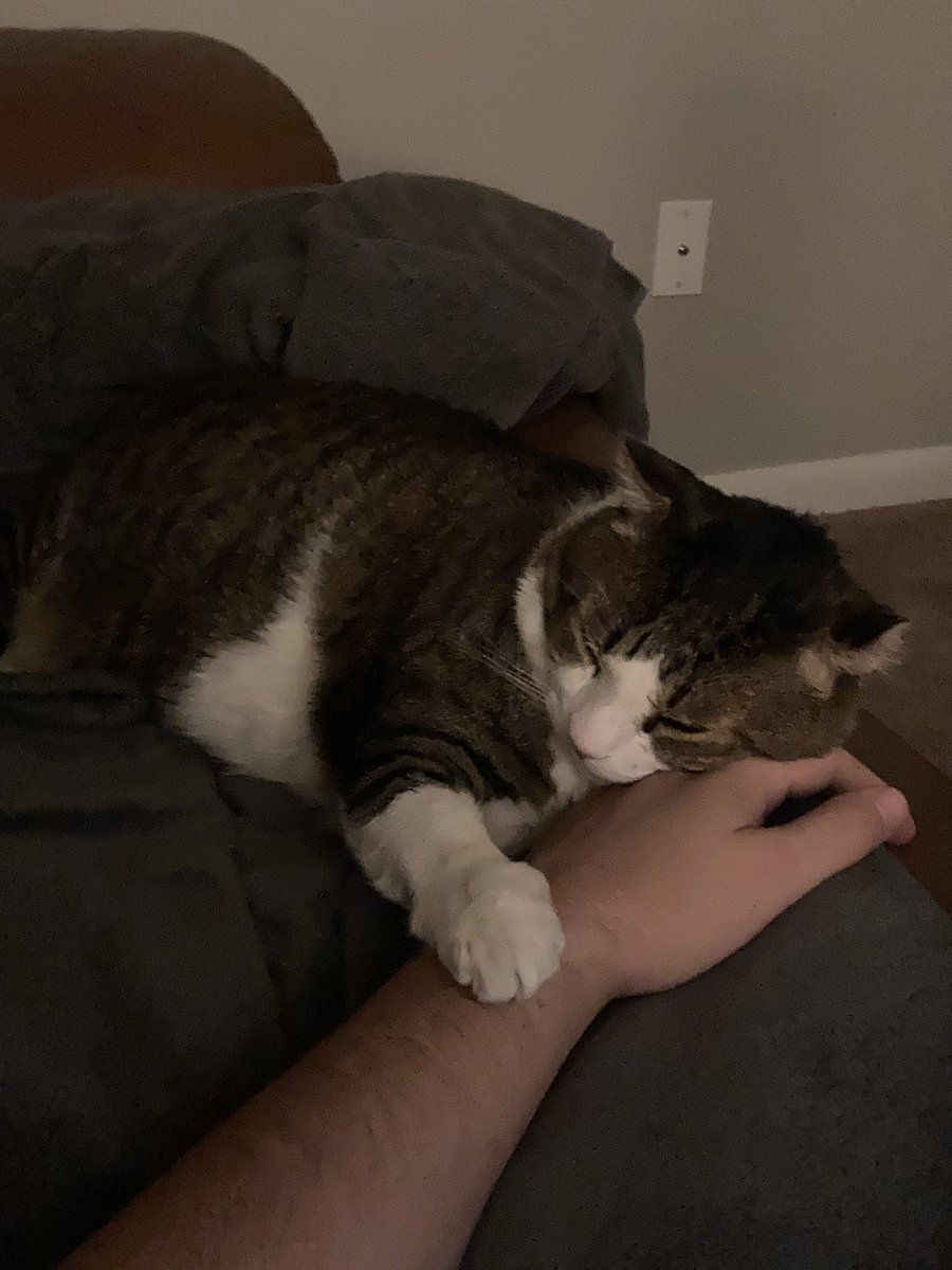 Walter Whiskers (@saltywaltykitty) on Twitter photo 