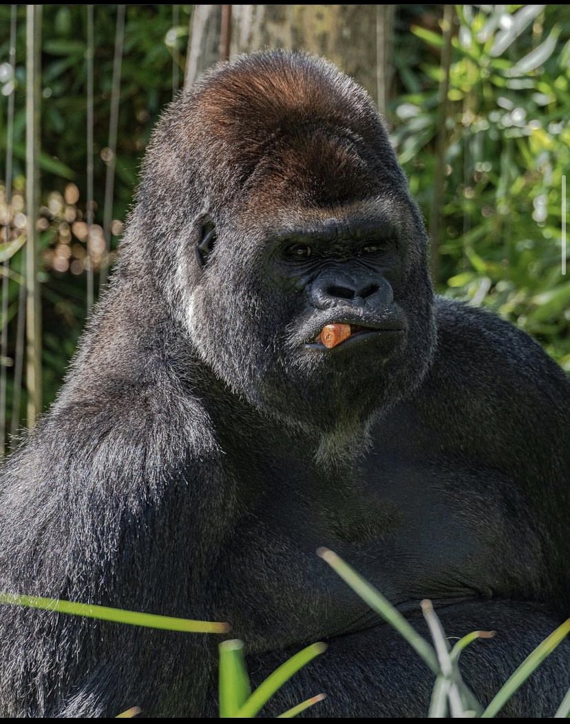 ecosciencecornr's tweet photo. Nigeria is home to a wealth of biodiversity, both fauna and flora.

There is a strong need to protect Nigeria’s rich biodiversity for future generations as illegal hunting, poaching has taken the lead in these natural ecosystems. #wildlife #TrendingHot https://t.co/imKYEeHkI5