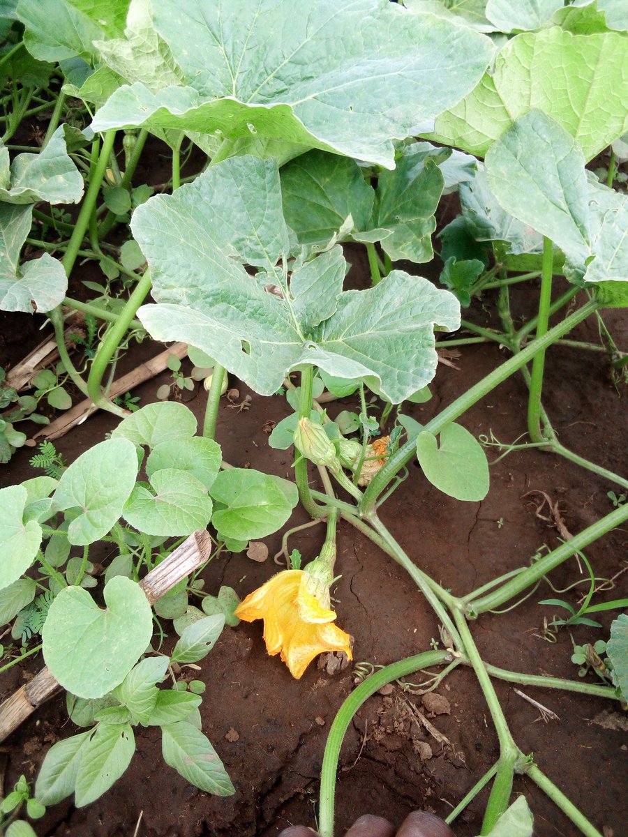 savannahboy52's tweet photo. Spending yesterday in my butternut farm. It's at fruit an flowering stage under @yara microp programs .
@YaraKenya 
#MboleaNiYara 
@PATRICK61594997 
@rodgers_kirwa @ENOCKBE12812162 @CalebKaruga @Leroy_Qyp 
#Israel #IsraelPalestineWar #FreePalastine @netanyahu @EliudKipchoge https://t.co/ssPfBpCG35