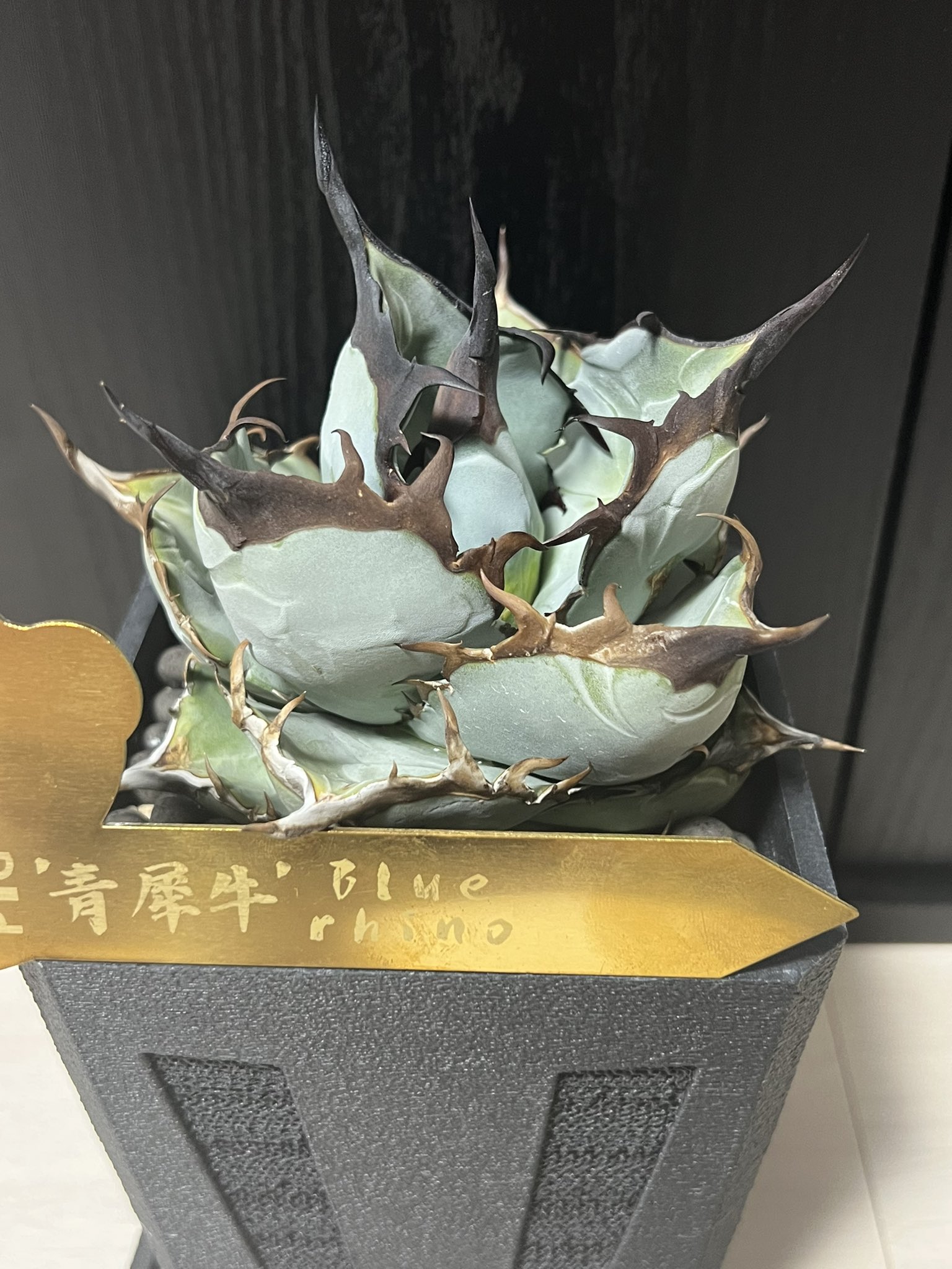 アガベ 青犀牛 アガベ チタノタ 緑犀牛 | hanayoshi-botanical