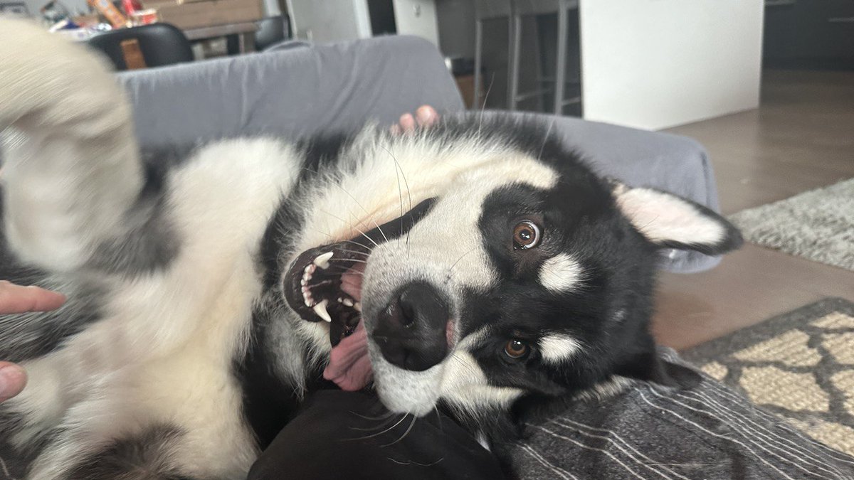 Hungry_pet's tweet photo. So proud of my fur baby. Pure, uninhibited love and joy 🥰 https://t.co/O08g6z7Pzf