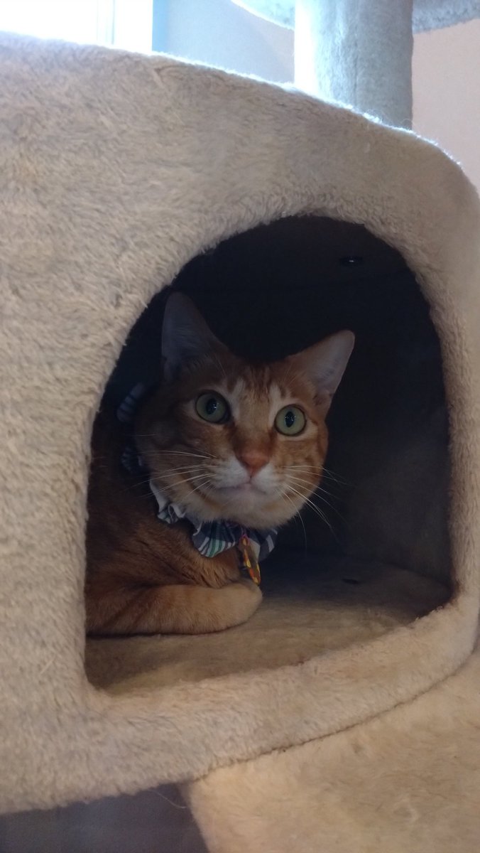 coromotsuko5014's tweet photo. もうすぐ引退…。
素敵なご縁がありますように。
#保護猫カフェさくら2号店　#ハニー　#プリンス https://t.co/FJglxRKI4k